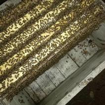 福建泉州安溪中华蜜蜂