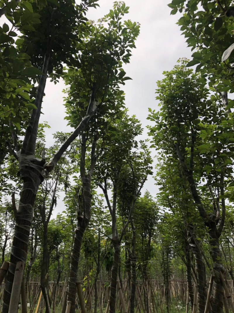 多花黄花风玲木，黄金风玲木，巴西风玲木，伊蓓树