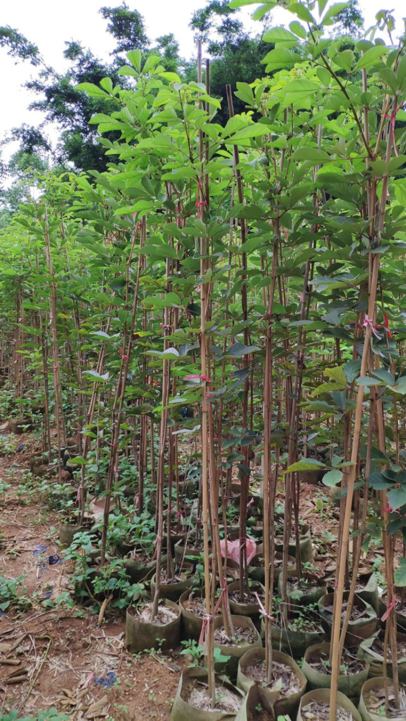 多花黄花风玲木，黄金风玲木，巴西风玲木，伊蓓树