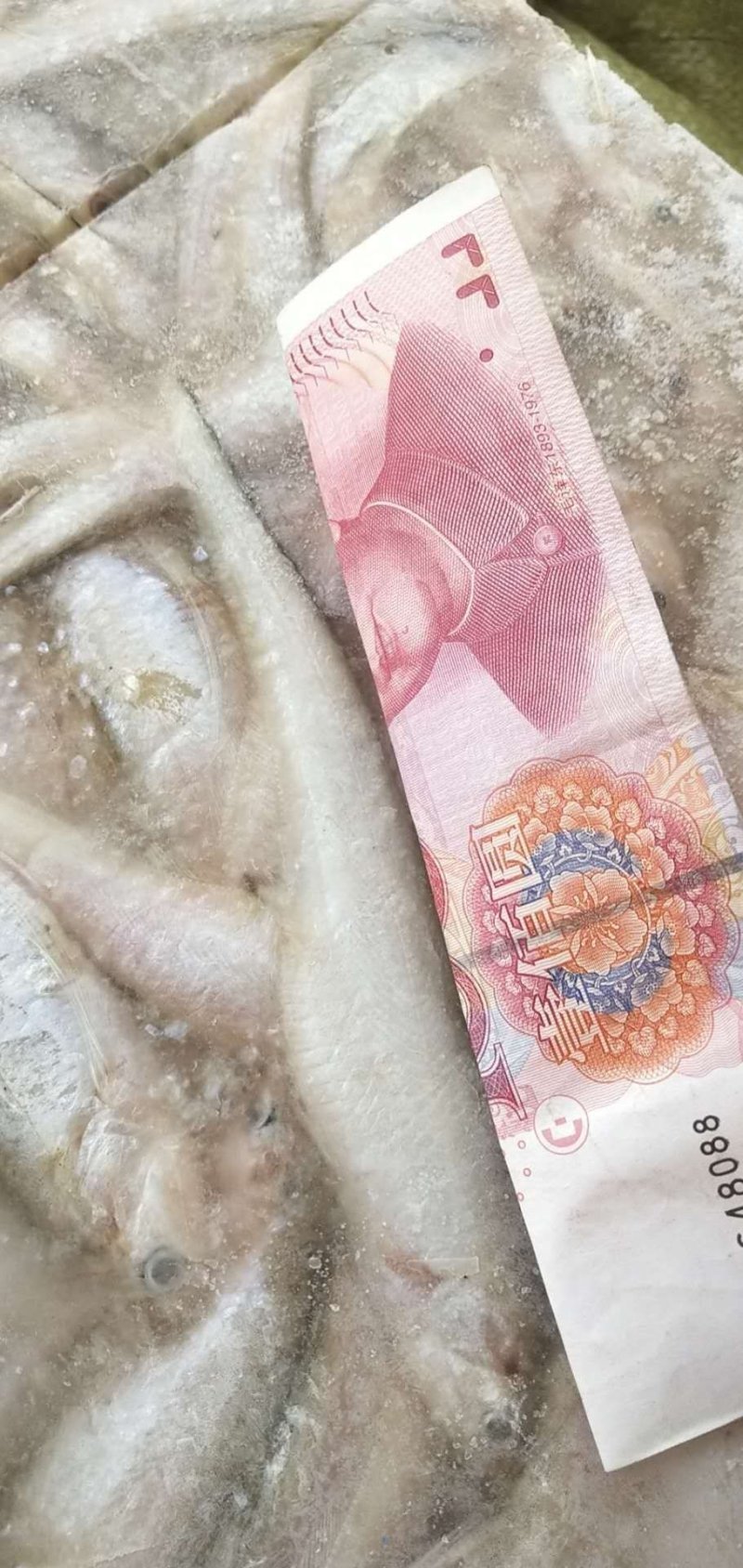 速冻毛刀鱼冻大毛刀鱼