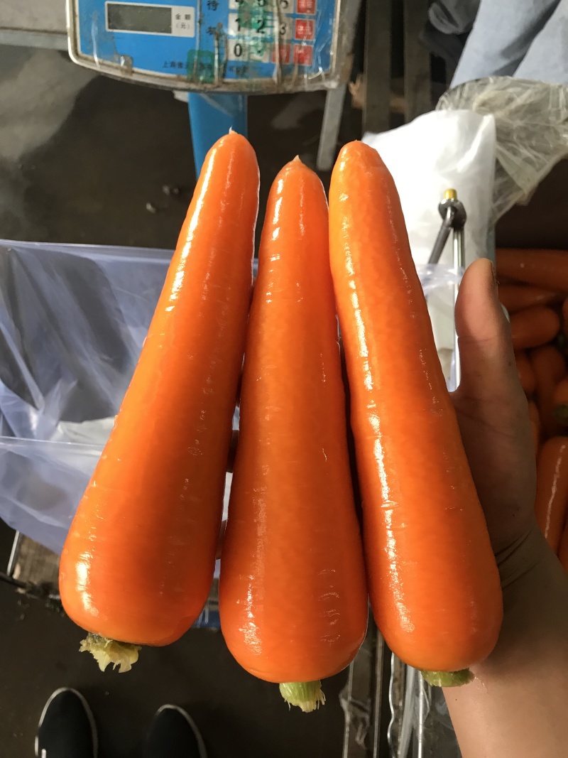 代收代发各种规格胡萝卜