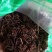 紫苑河北干货人工种植量大从优欢迎选购
