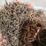 紫苑河北干货人工种植量大从优欢迎选购