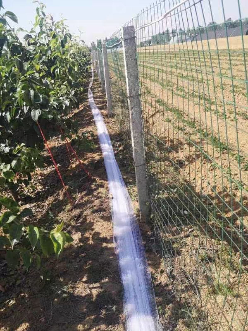 尼龙防鸟网天网果园果树网稻谷樱桃葡萄鱼塘防护网水产养殖网