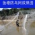 尼龙防鸟网天网果园果树网稻谷樱桃葡萄鱼塘防护网水产养殖网