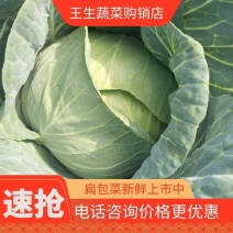 奥奇娜扁包菜3-6走市场4-8供应加工厂货源充足