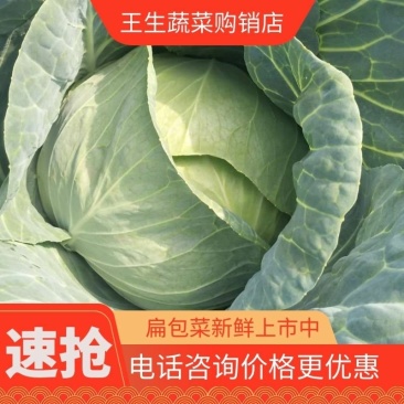 圆包菜，奥奇娜扁包菜市场货工厂货规格齐全货源充足