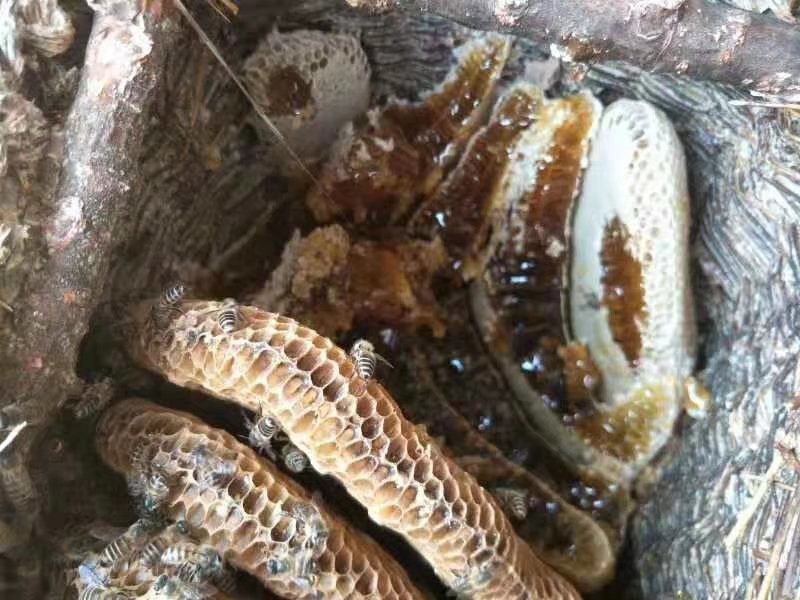 甘肃渭源农家自产百花蜜
