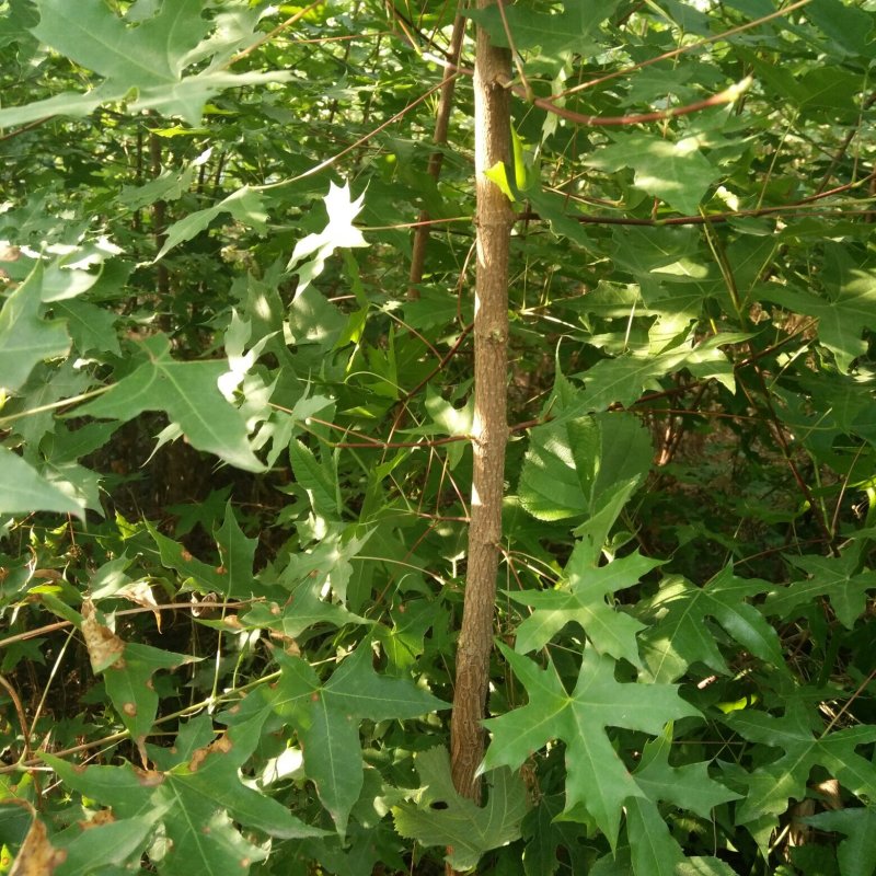 五角枫小苗(二十万株，自育自销)