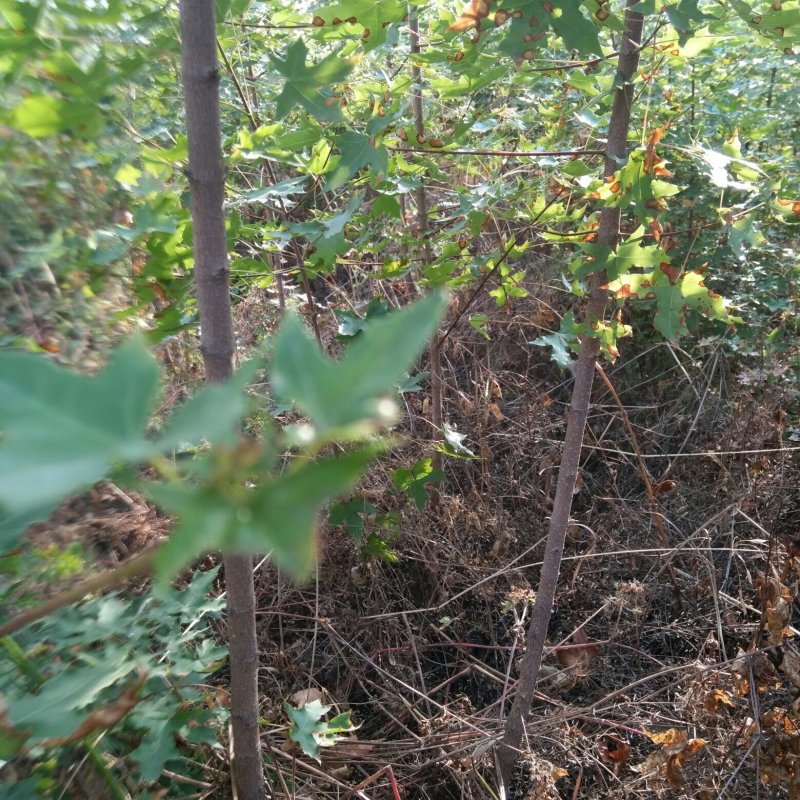 五角枫小苗(二十万株，自育自销)