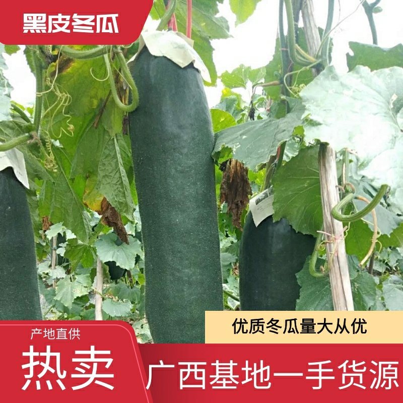 【热卖】精品黑皮大吊冬瓜，品质好，量大从优，欢迎咨询