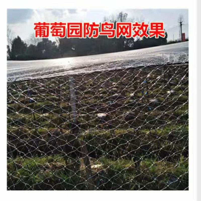 尼龙防鸟网天网果园果树网稻谷樱桃葡萄鱼塘防护网水产养殖网