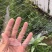 尼龙防鸟网天网果园果树网稻谷樱桃葡萄鱼塘防护网水产养殖网