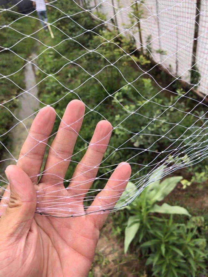 尼龙防鸟网天网果园果树网稻谷樱桃葡萄鱼塘防护网水产养殖网