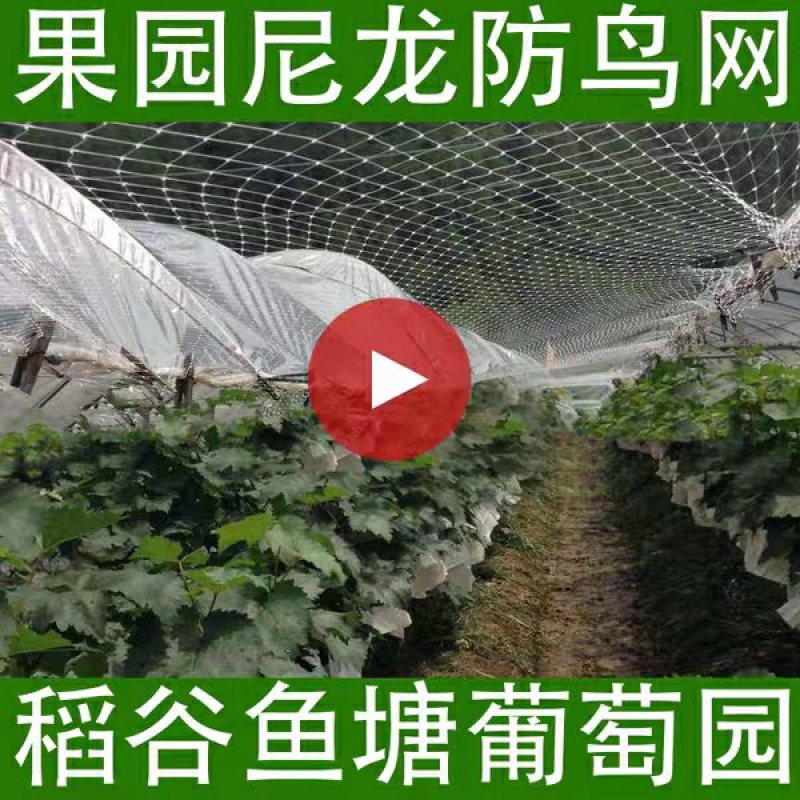尼龙防鸟网天网果园果树网稻谷樱桃葡萄鱼塘防护网水产养殖网