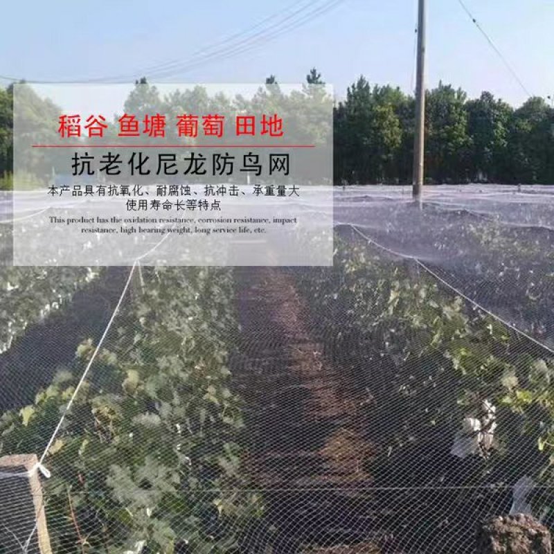 尼龙防鸟网天网果园果树网稻谷樱桃葡萄鱼塘防护网水产养殖网