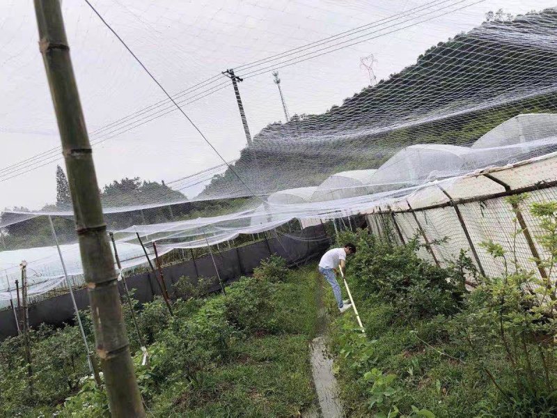 尼龙防鸟网天网果园果树网稻谷樱桃葡萄鱼塘防护网水产养殖网