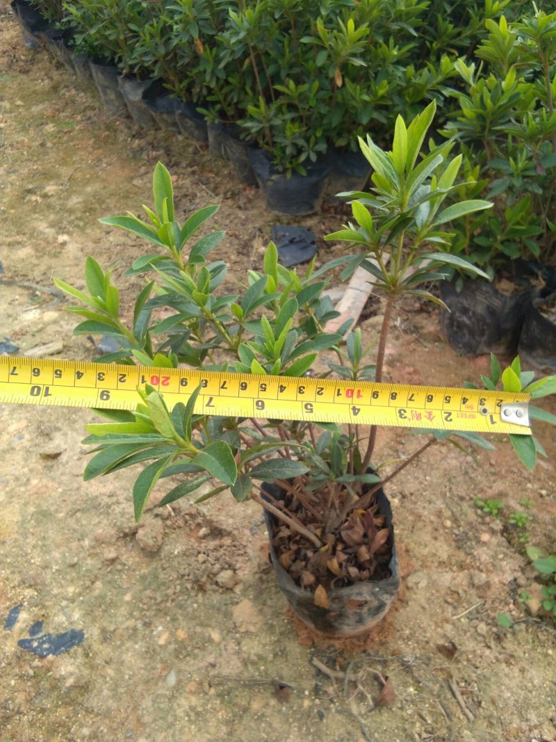 【毛杜鹃】绿化小苗常年供应可视频看货基地直销