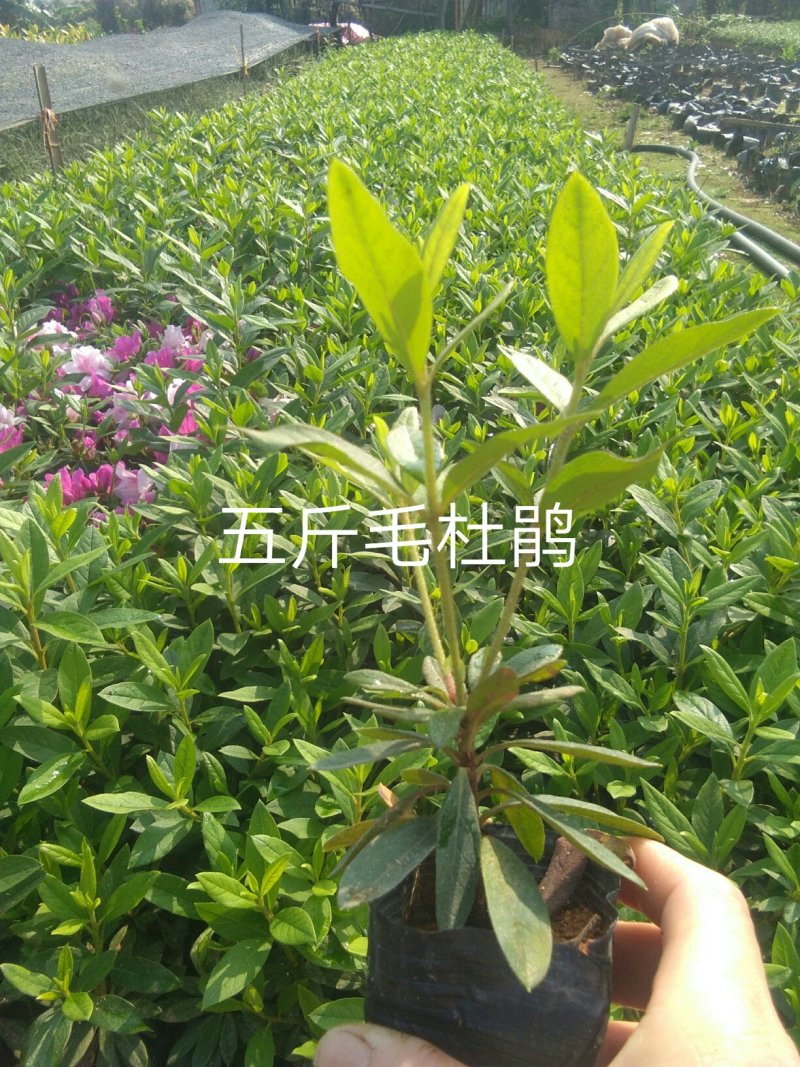 【毛杜鹃】绿化小苗常年供应可视频看货基地直销
