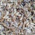 出售朱砂苍术种子