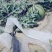 京新圆瓜