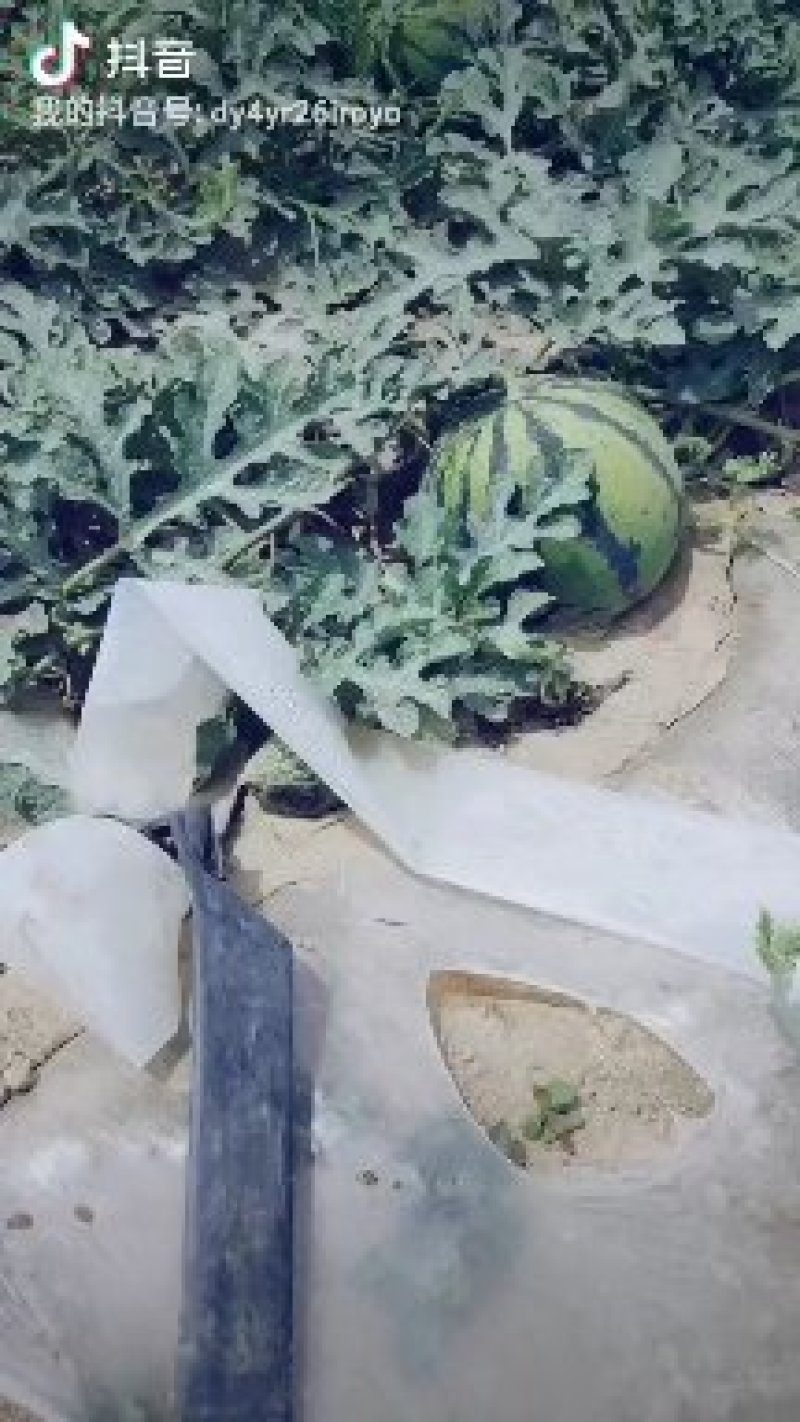 京新圆瓜
