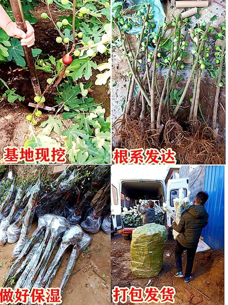 波姬红无花果苗当年挂果（四季可栽）包成活包邮