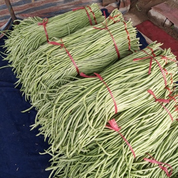 山东豆角