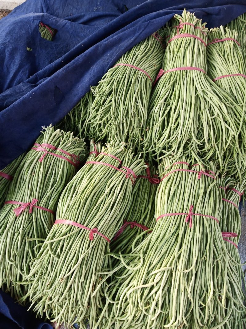 山东豆角