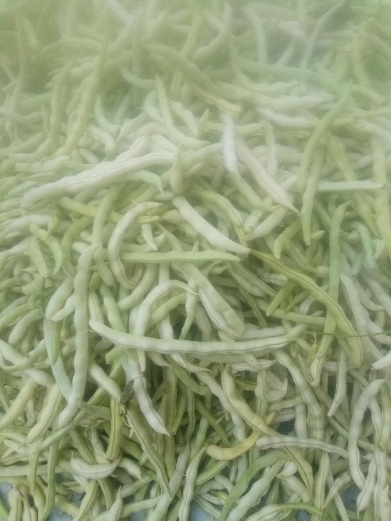 陕西城固县精品四季豆，豆角大量上市，
