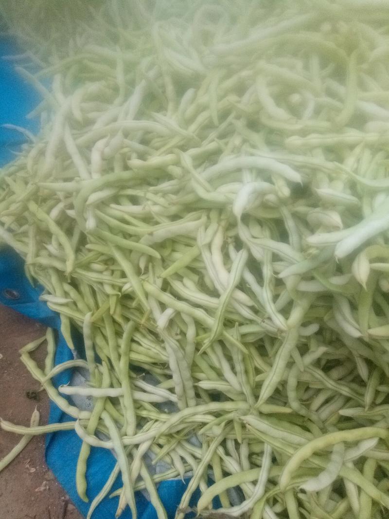 陕西城固县精品四季豆，豆角大量上市，