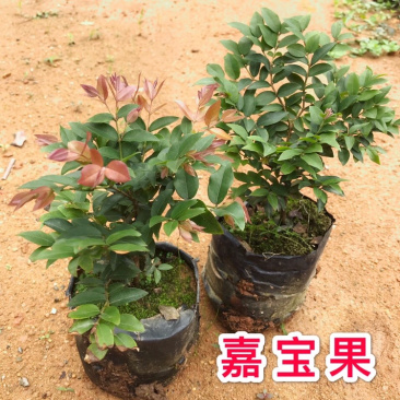 正宗台湾嘉宝果树苗盆栽树葡萄名贵水果苗沙巴嘉宝果