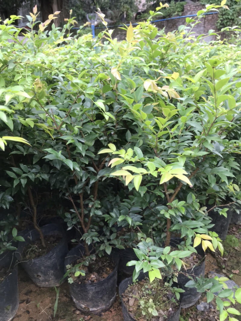 正宗台湾嘉宝果树苗盆栽树葡萄名贵水果苗沙巴嘉宝果