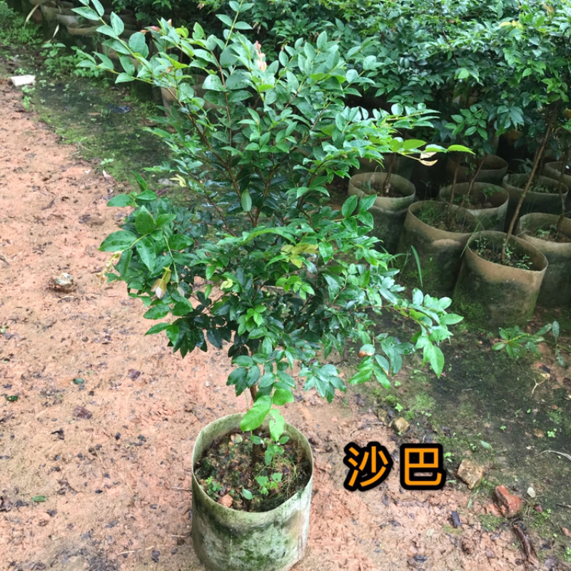 正宗台湾嘉宝果树苗盆栽树葡萄名贵水果苗沙巴嘉宝果