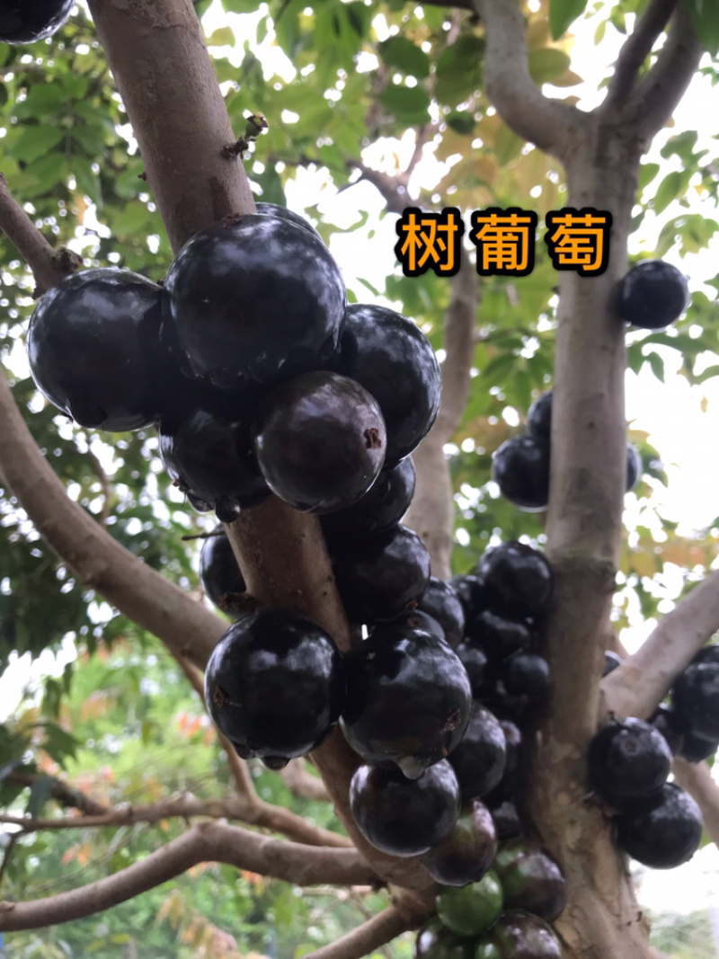正宗台湾嘉宝果树苗盆栽树葡萄名贵水果苗沙巴嘉宝果
