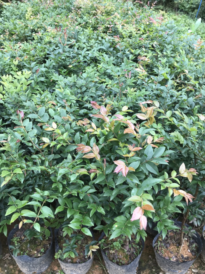 正宗台湾嘉宝果树苗盆栽树葡萄名贵水果苗沙巴嘉宝果
