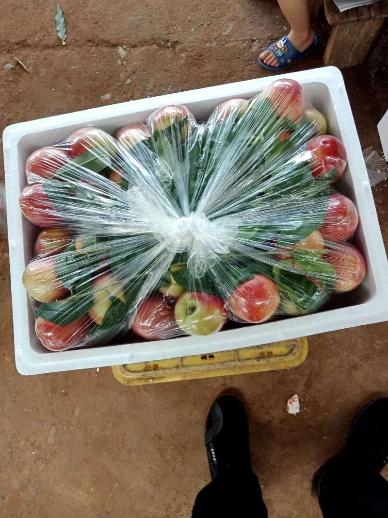 精品突围桃毛桃.春雪.红不软60起步基地直供现採现发