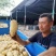 荷兰十五土豆