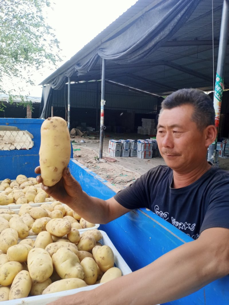 荷兰十五土豆