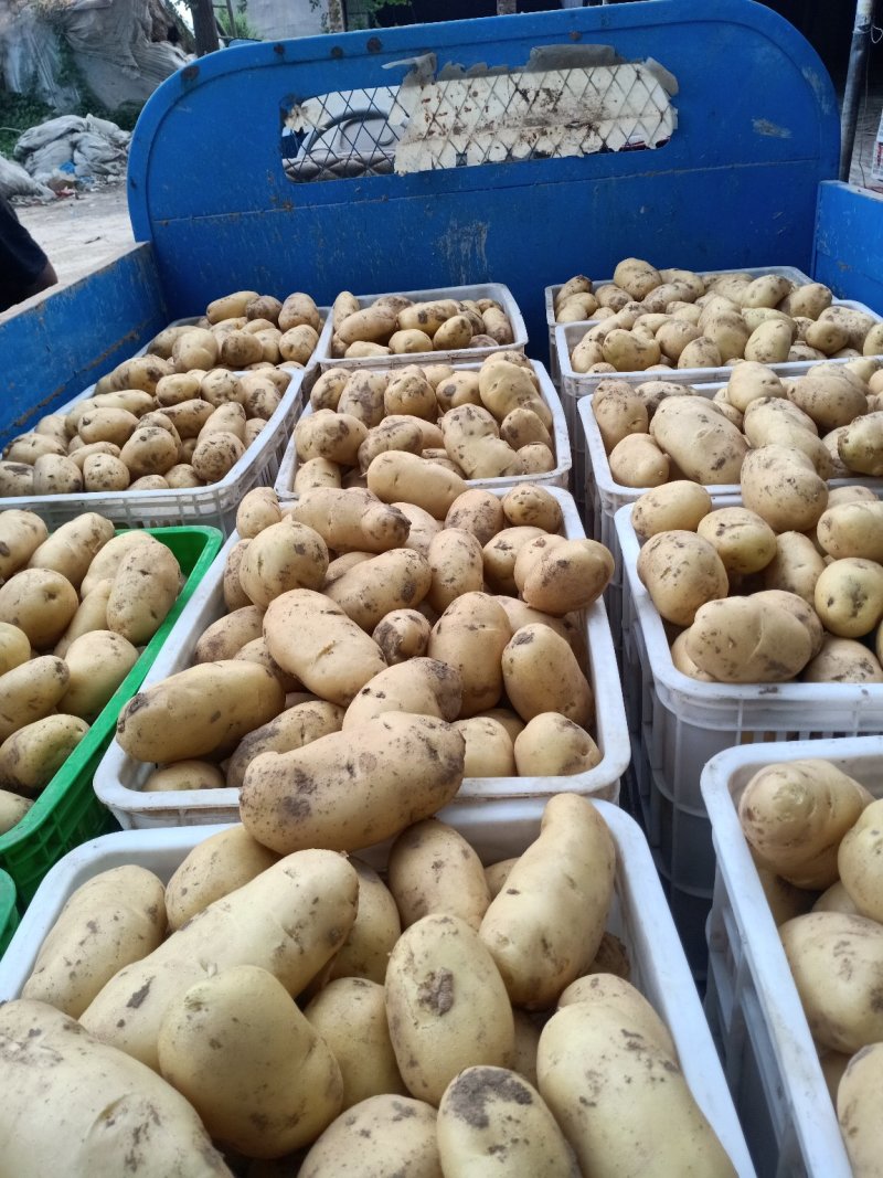 荷兰十五土豆