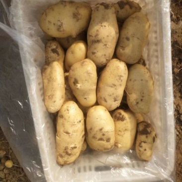 荷兰十五土豆