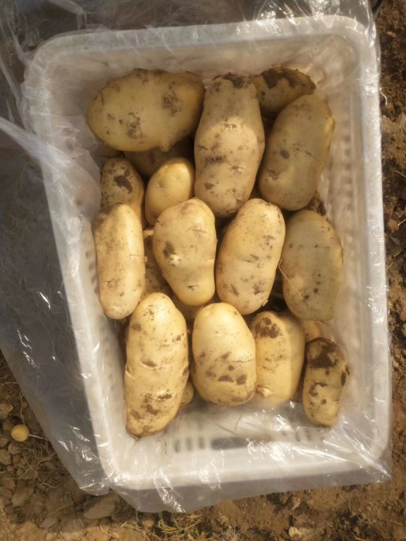 荷兰十五土豆