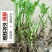 芹菜苗野生水芹种苗水芹老茎撒播苗繁殖快省人工