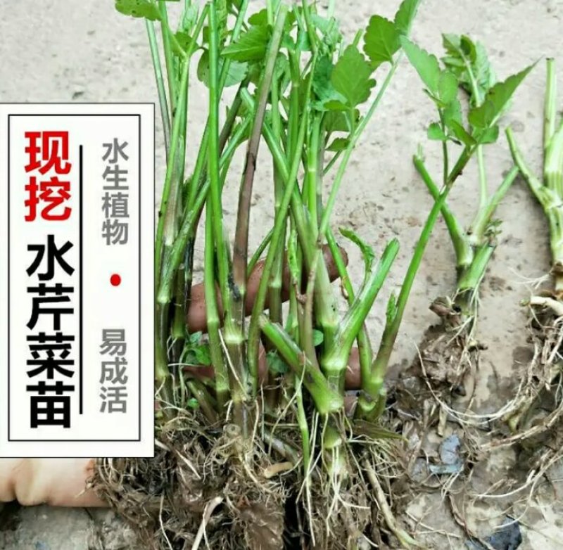 芹菜苗野生水芹种苗水芹老茎撒播苗繁殖快省人工