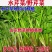 芹菜苗野生水芹种苗水芹老茎撒播苗繁殖快省人工