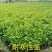 芹菜苗野生水芹种苗水芹老茎撒播苗繁殖快省人工