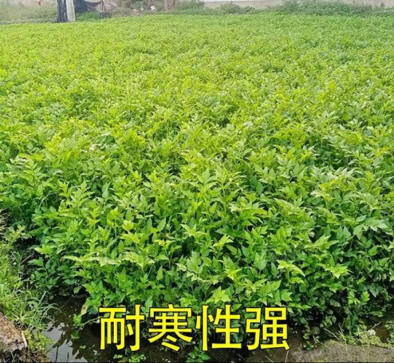 芹菜苗野生水芹种苗水芹老茎撒播苗繁殖快省人工