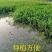 芹菜苗野生水芹种苗水芹老茎撒播苗繁殖快省人工