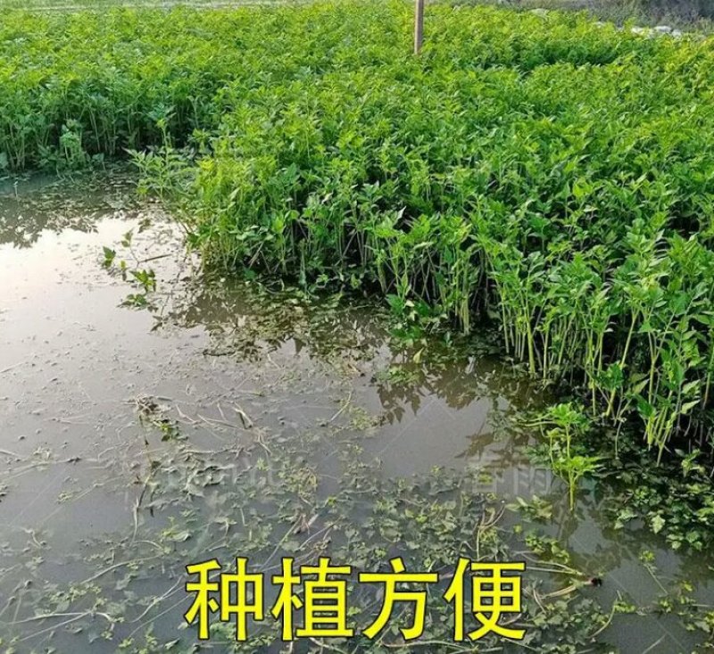 芹菜苗野生水芹种苗水芹老茎撒播苗繁殖快省人工