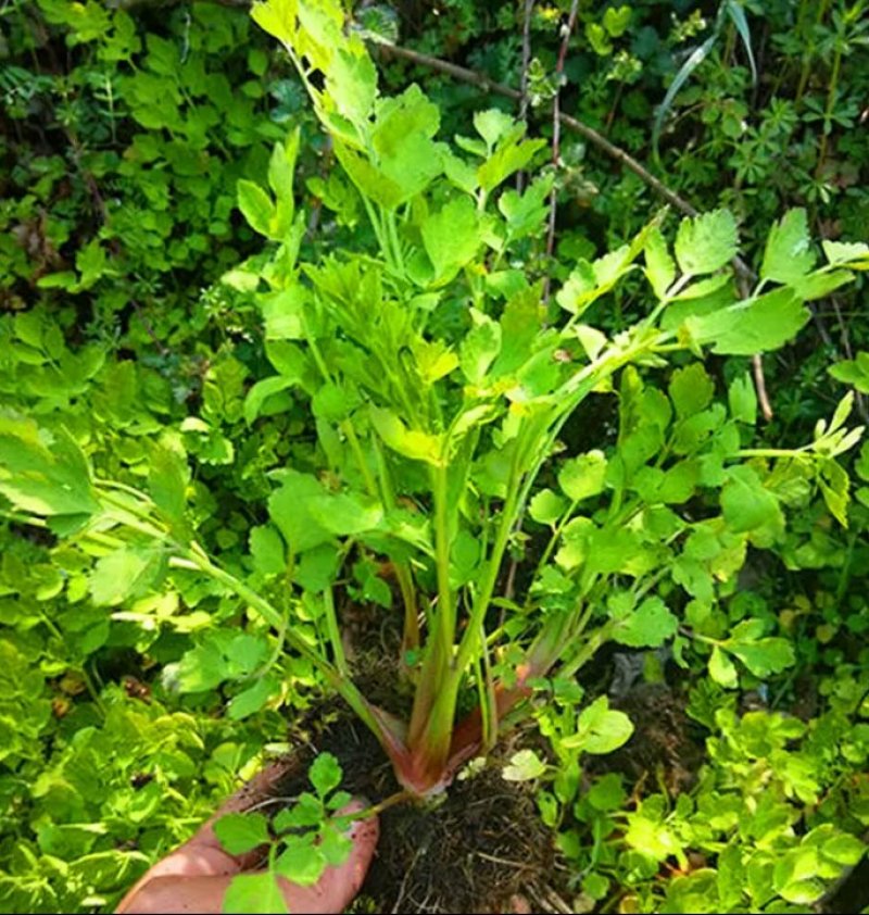 芹菜苗野生水芹种苗水芹老茎撒播苗繁殖快省人工